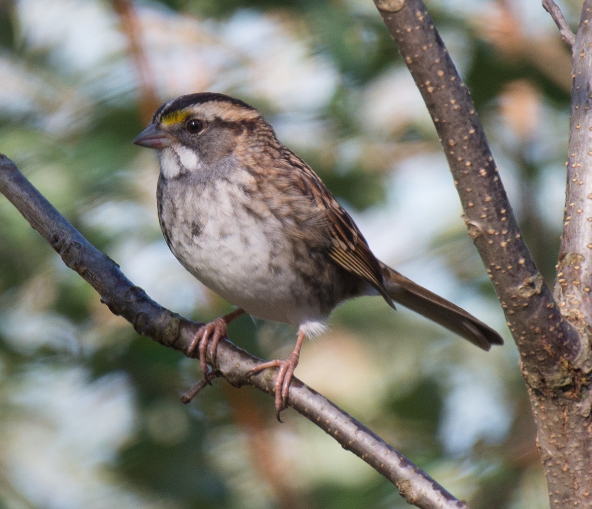 White-throated Sparrow - ML72282911