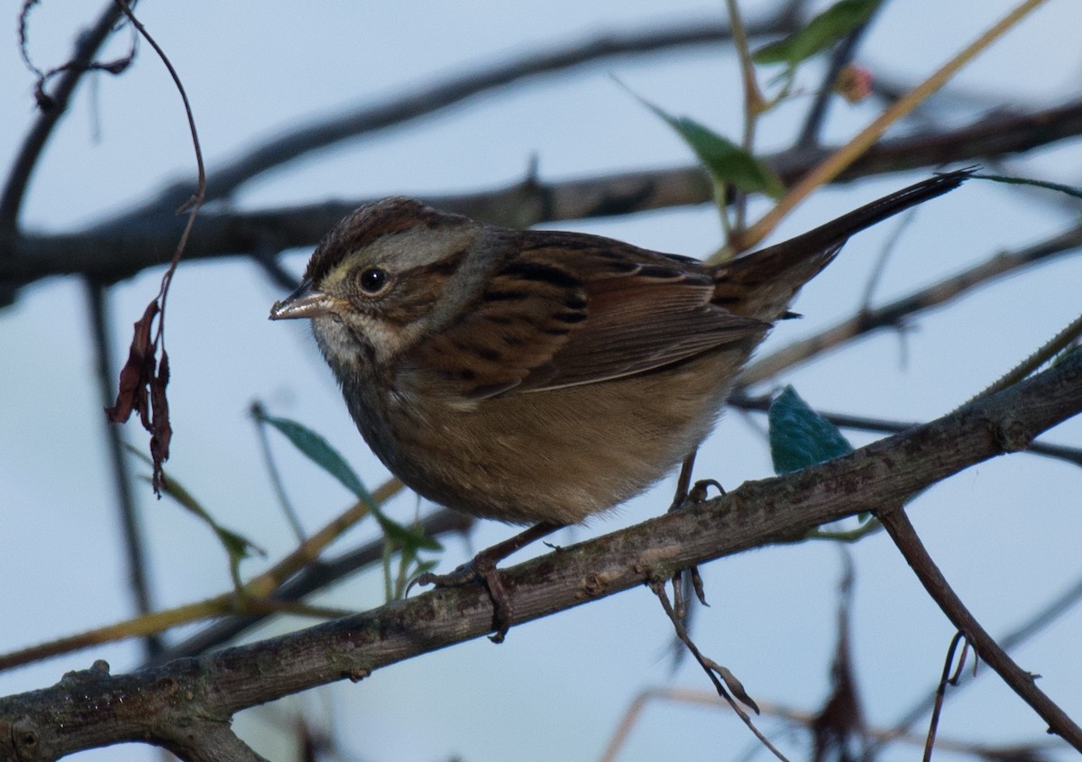 Swamp Sparrow - ML72283021