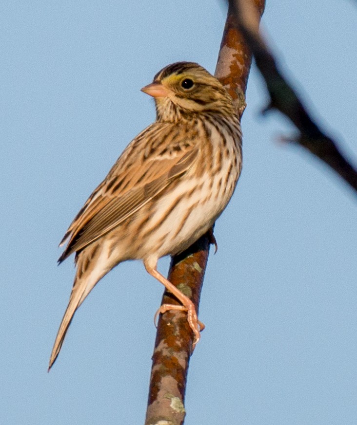 Savannah Sparrow - ML72283271