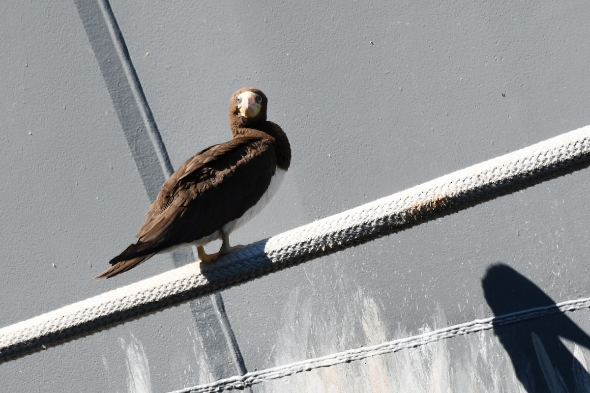 Brown Booby - ML72283381