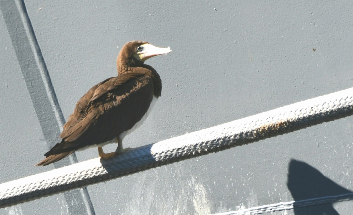 Brown Booby - ML72283421