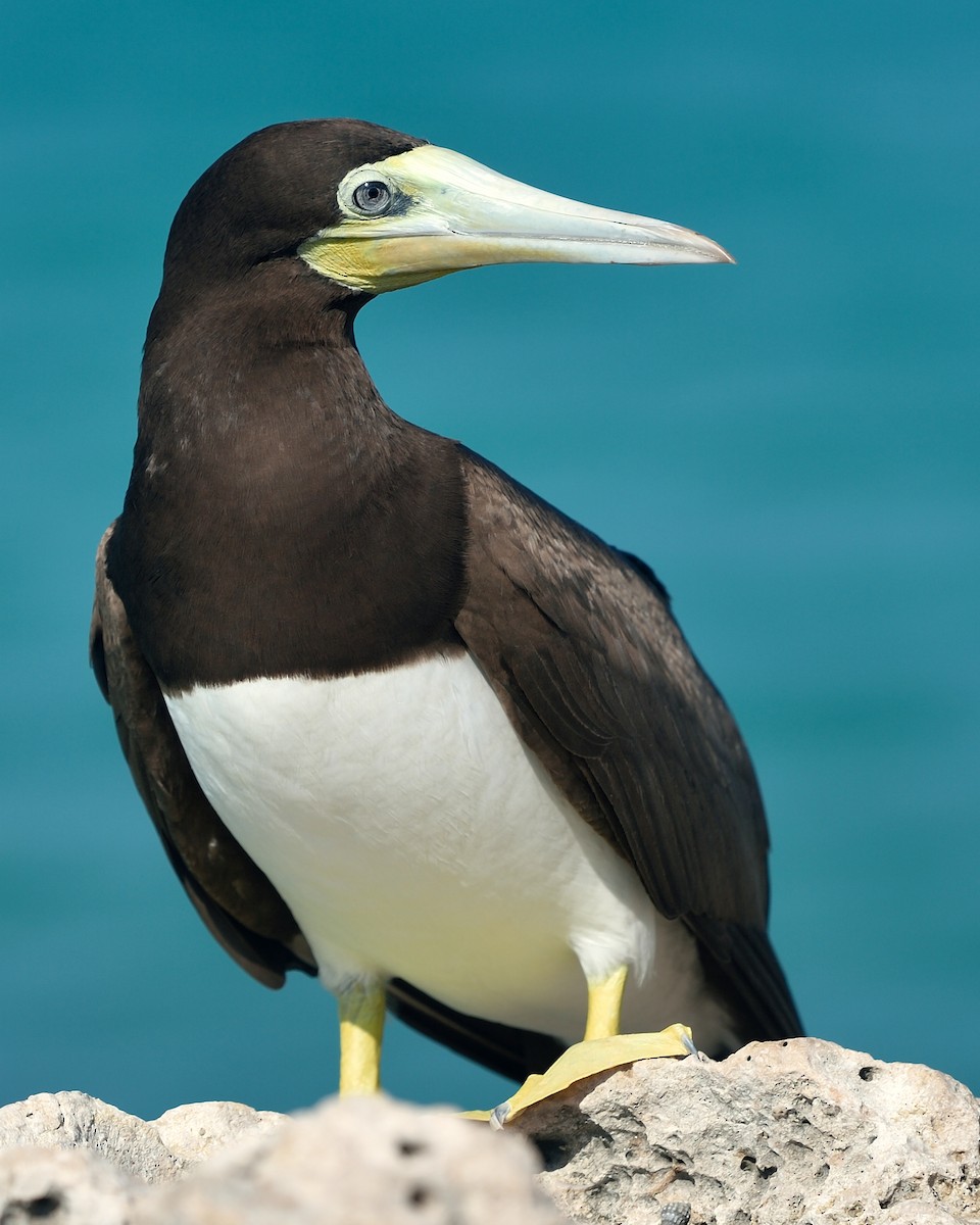 Brown Booby - ML72285021