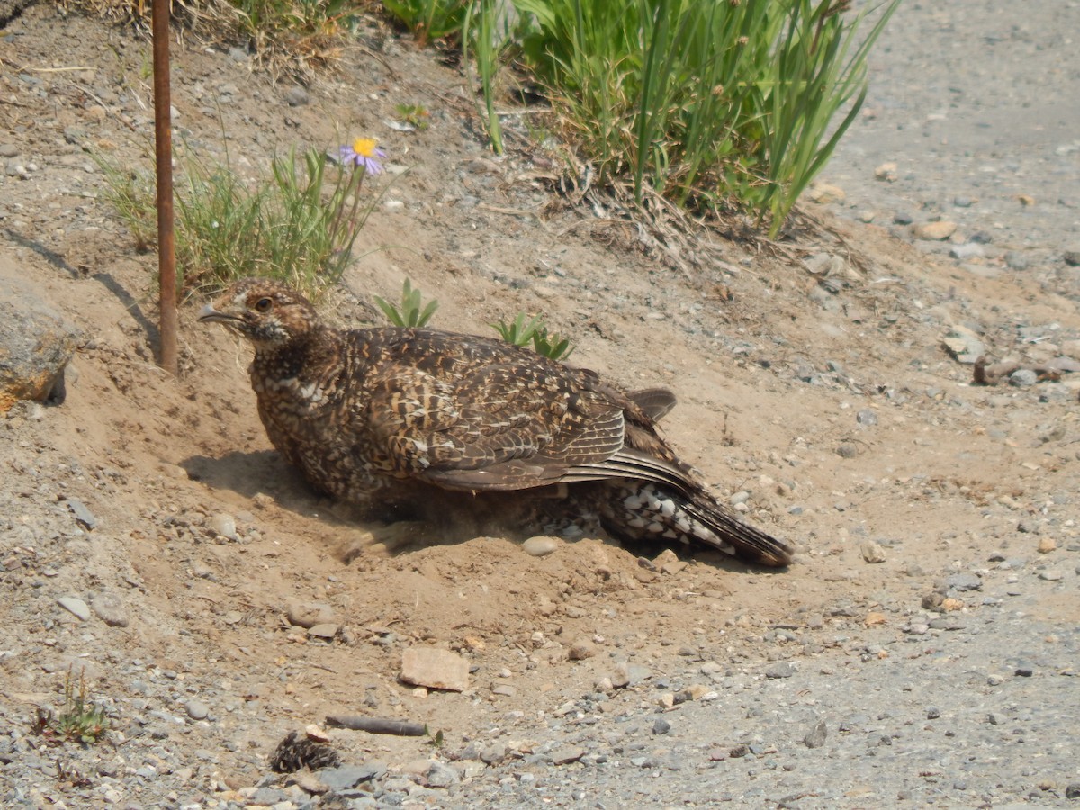Sooty Grouse - Jerald Reb