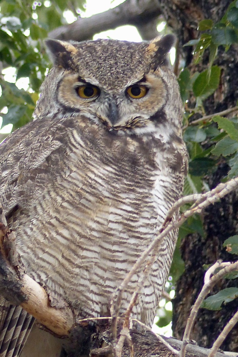 Great Horned Owl - ML72286121