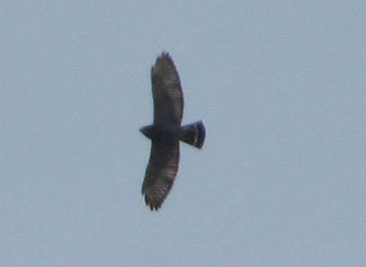 Broad-winged Hawk - ML72289081