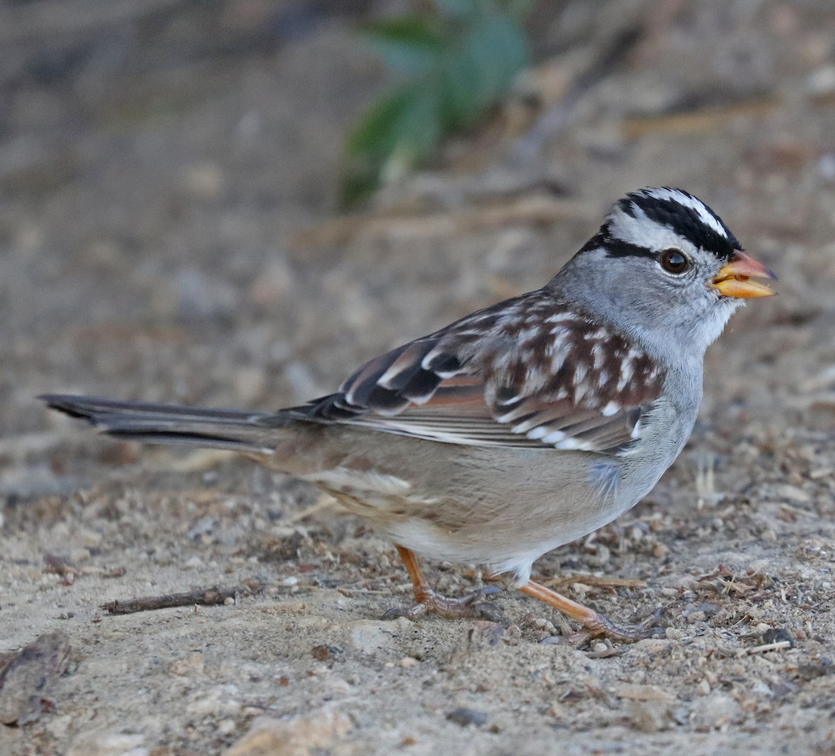 White-crowned Sparrow - ML72290221