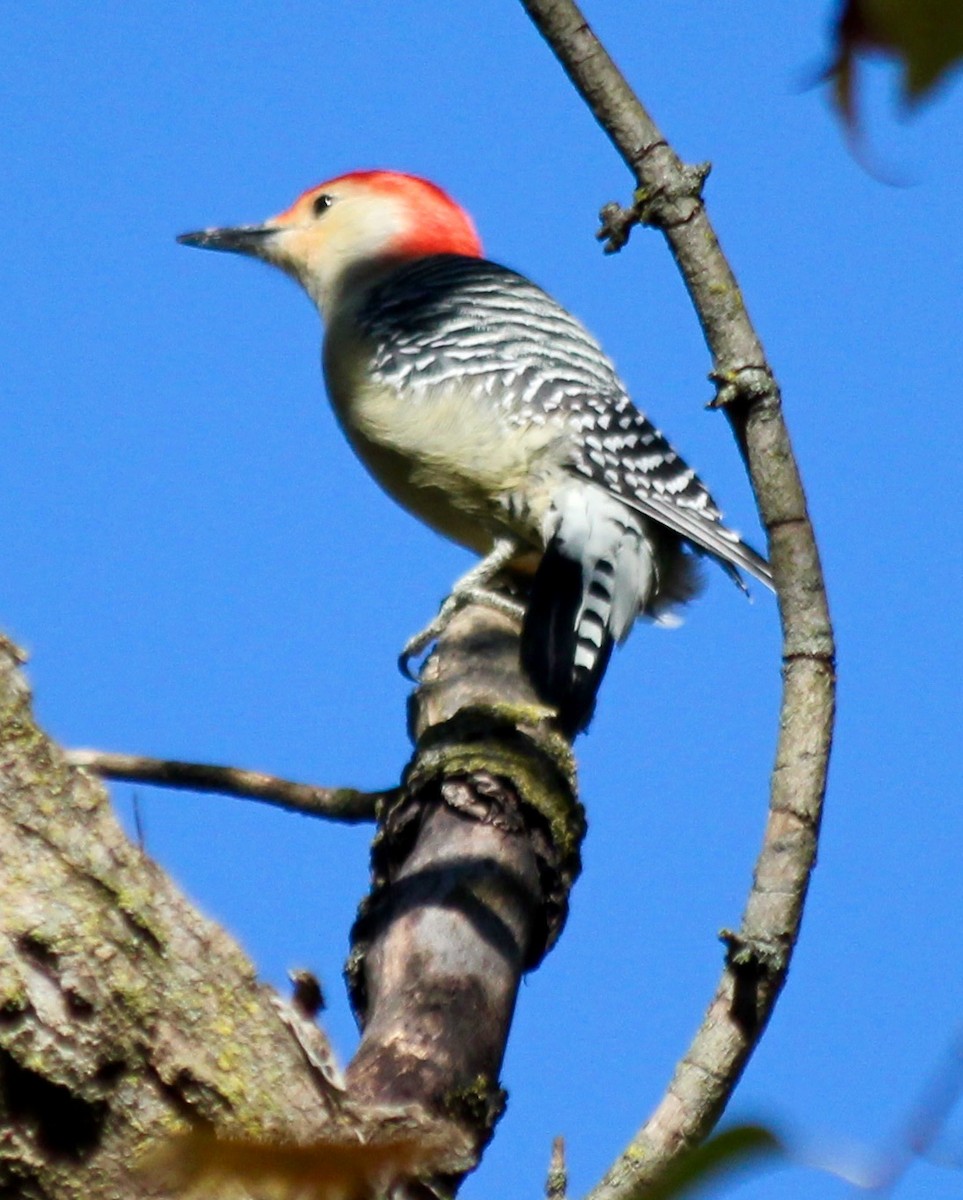 Red-bellied Woodpecker - ML72290381