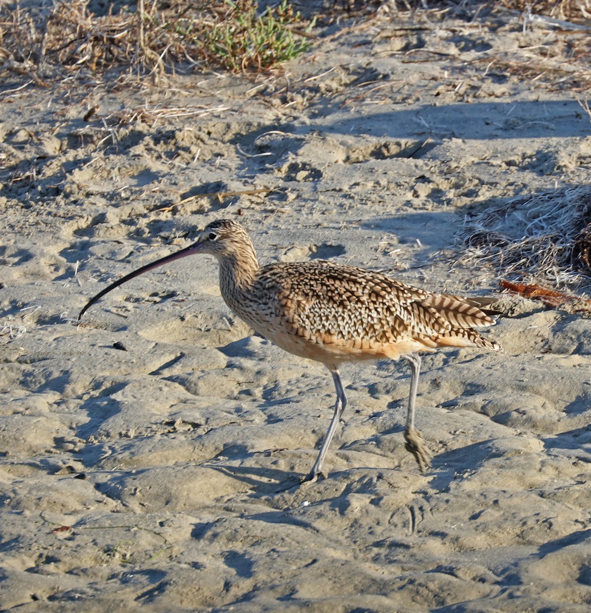 Long-billed Curlew - ML72291961