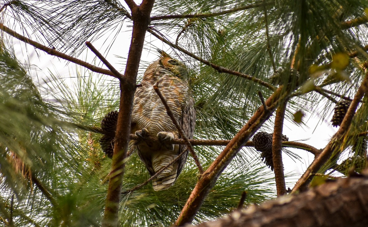 Great Horned Owl - Candice Davis