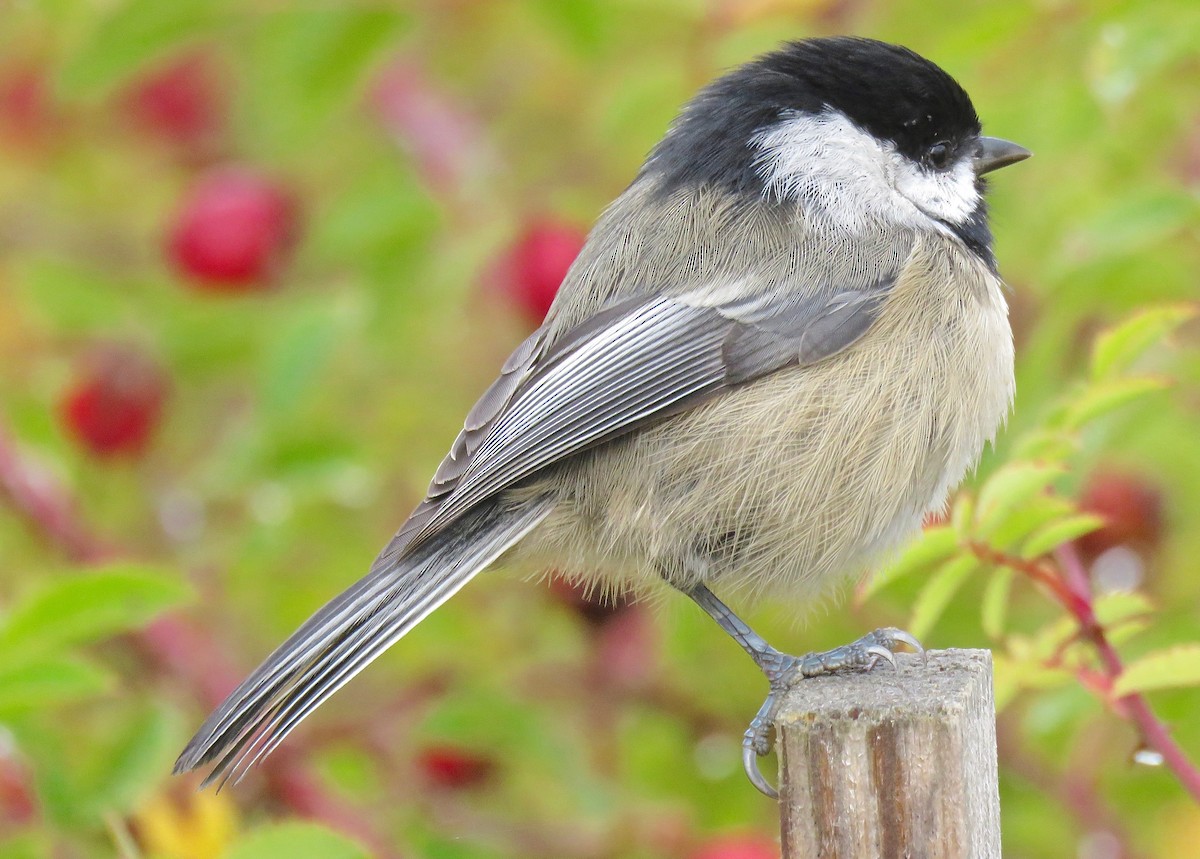 Black-capped Chickadee - Perry  Edwards