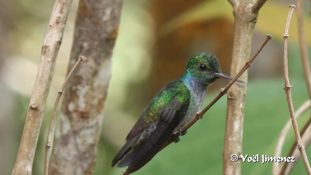 kolibřík modroprsý - ML722977