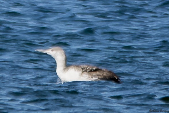 Red-throated Loon - Aileen Barclay