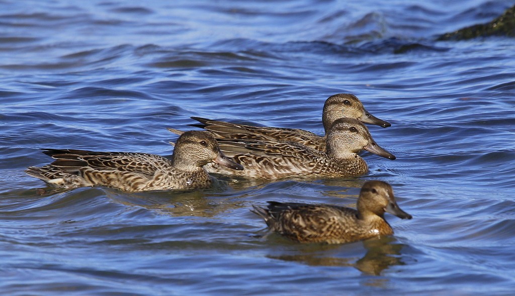 Green-winged Teal - ML72301311