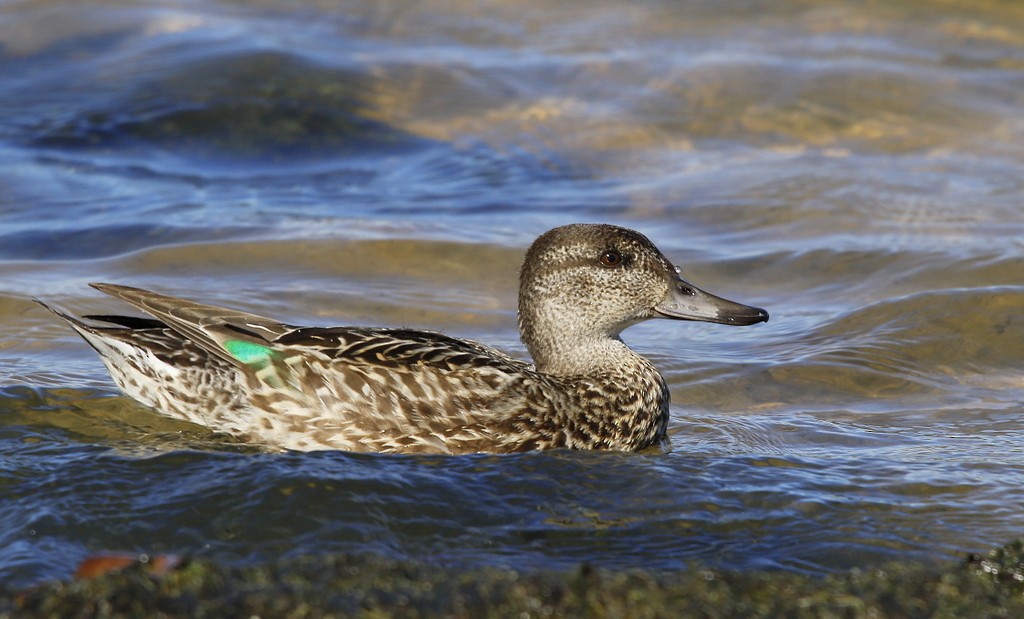 Green-winged Teal - ML72301321