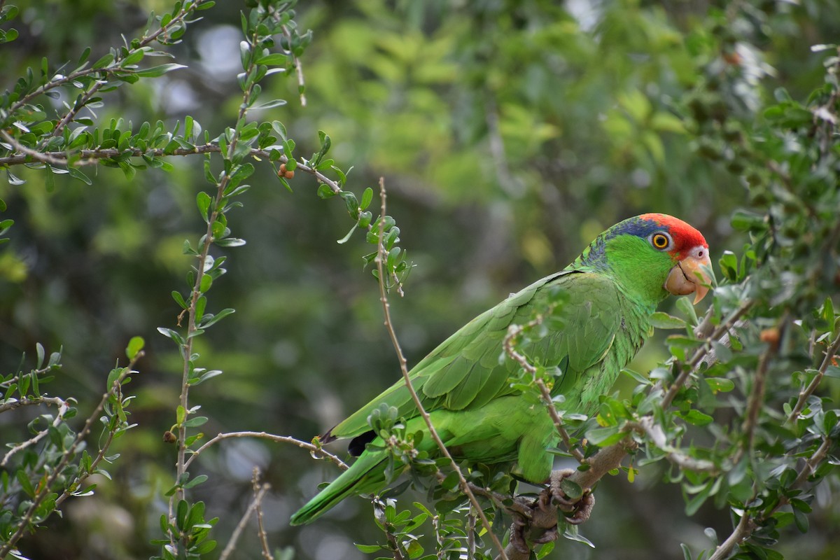 Red-crowned Parrot - Amiel Hopkins