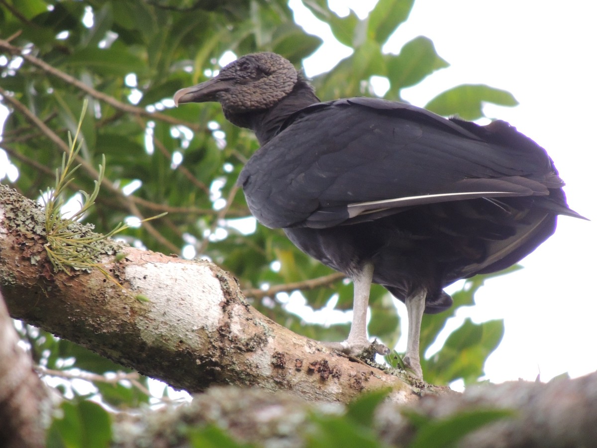 Black Vulture - jose  garcia