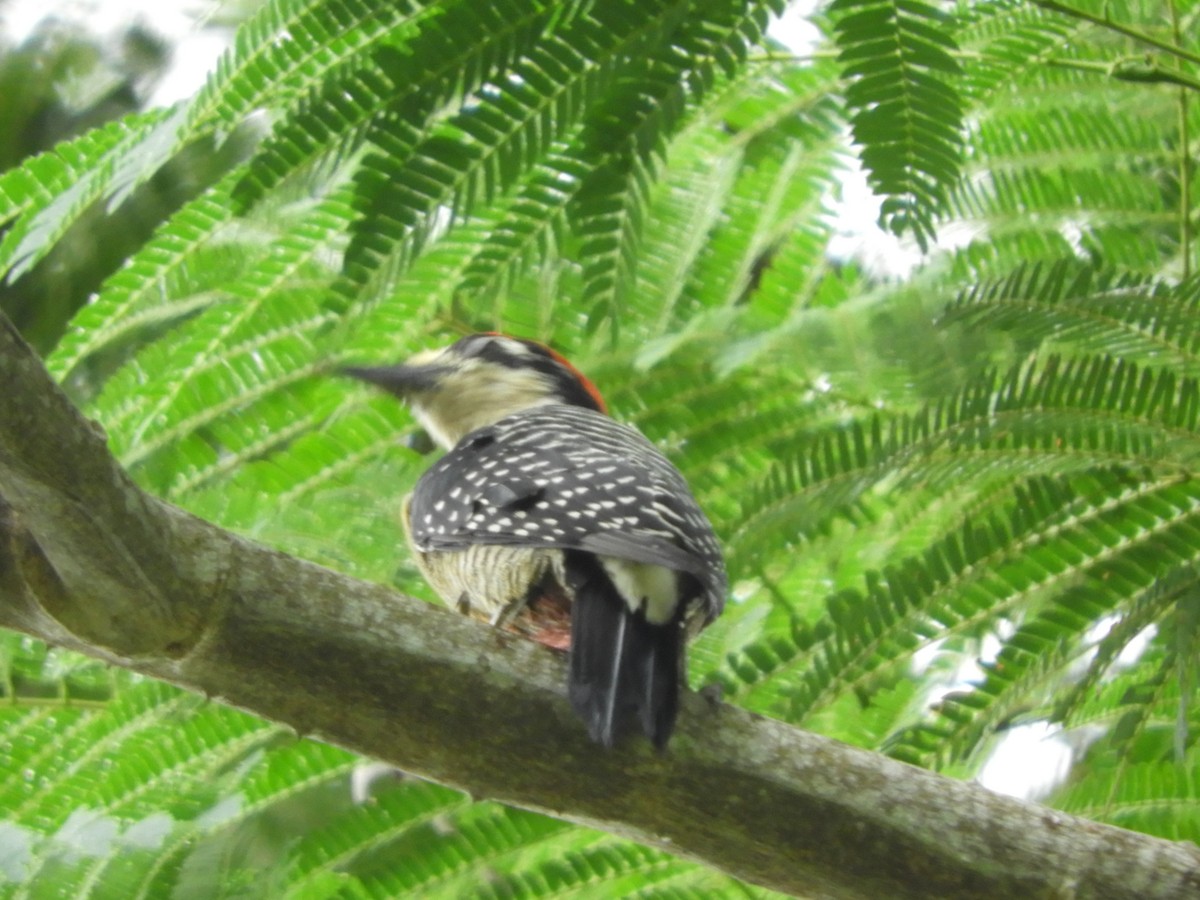 Black-cheeked Woodpecker - ML72306081