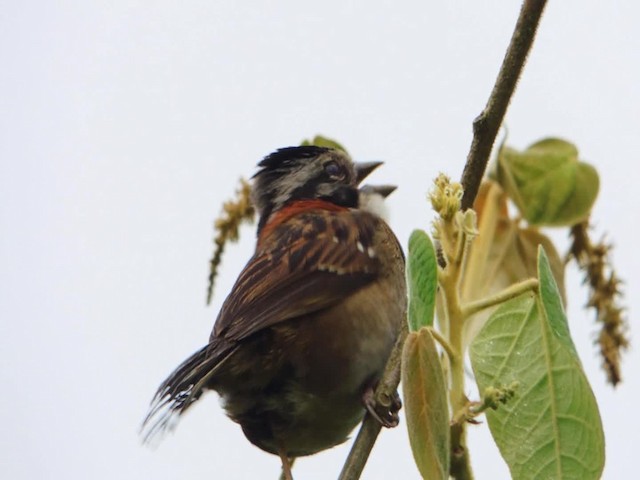 Rufous-collared Sparrow (Rufous-collared) - ML723063