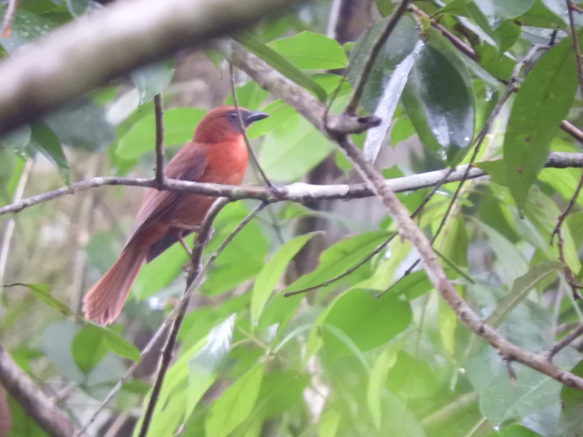 Red-throated Ant-Tanager - ML72306941