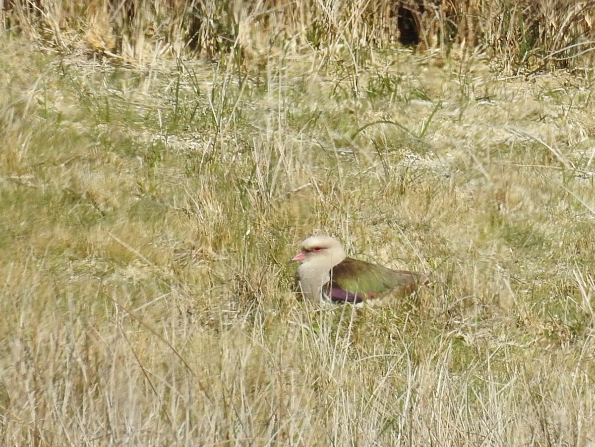Andean Lapwing - ML72307181