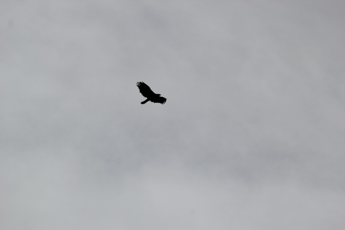Common Raven - Doug Kibbe