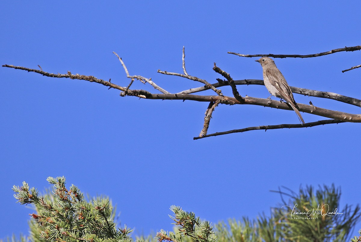 Townsend's Solitaire - ML72307951