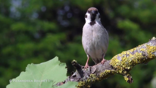 Eurasian Tree Sparrow - ML723080