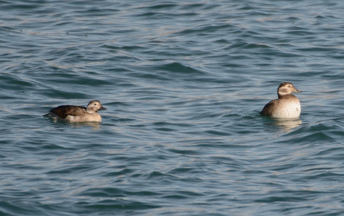 Long-tailed Duck - ML72309581