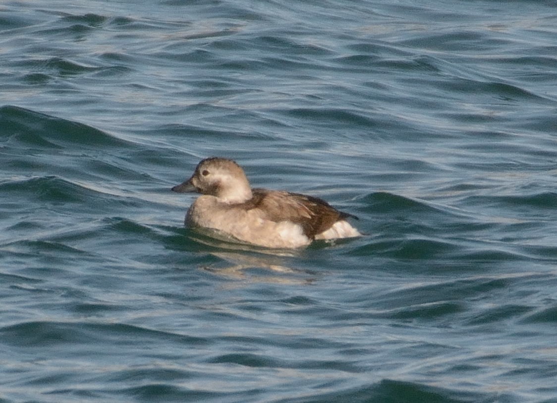 Long-tailed Duck - ML72309691