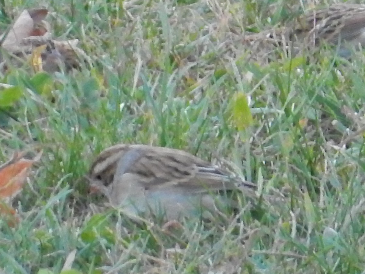 Clay-colored Sparrow - Peter Paul