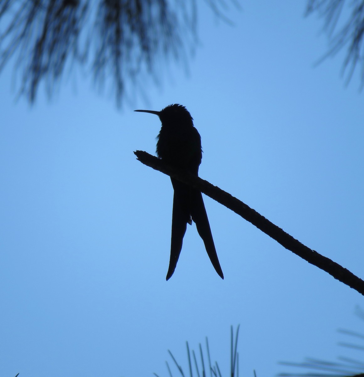 Swallow-tailed Hummingbird - João Menezes