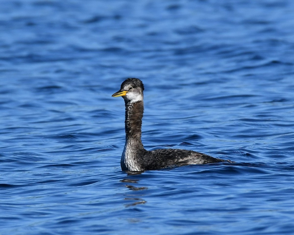 Red-necked Grebe - Dorrie Holmes