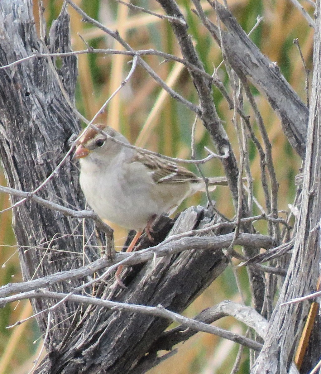 White-crowned Sparrow - ML72312941