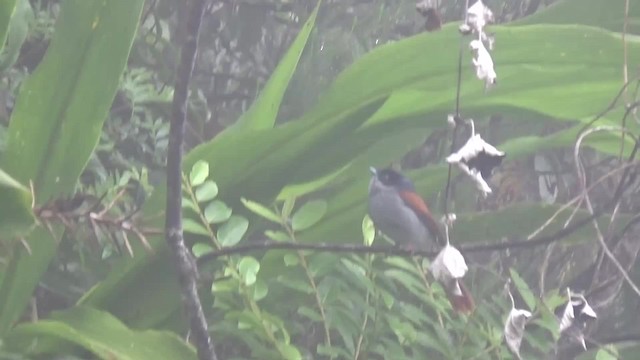  - Mascarene Paradise-Flycatcher