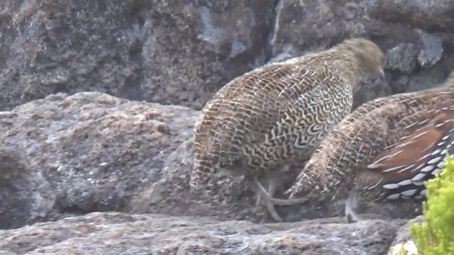 Madagascar Partridge - ML723138