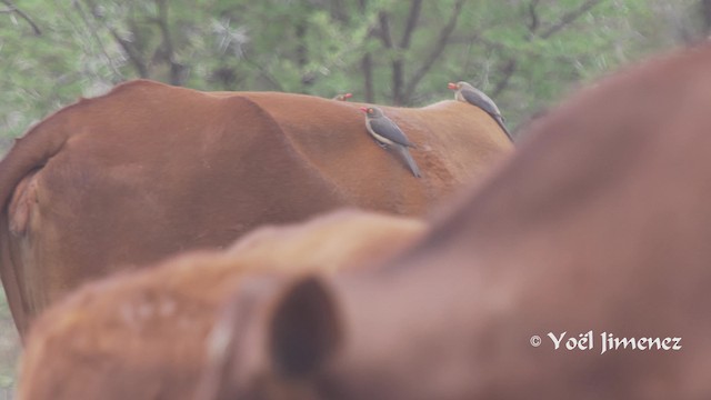 Red-billed Oxpecker - ML723140