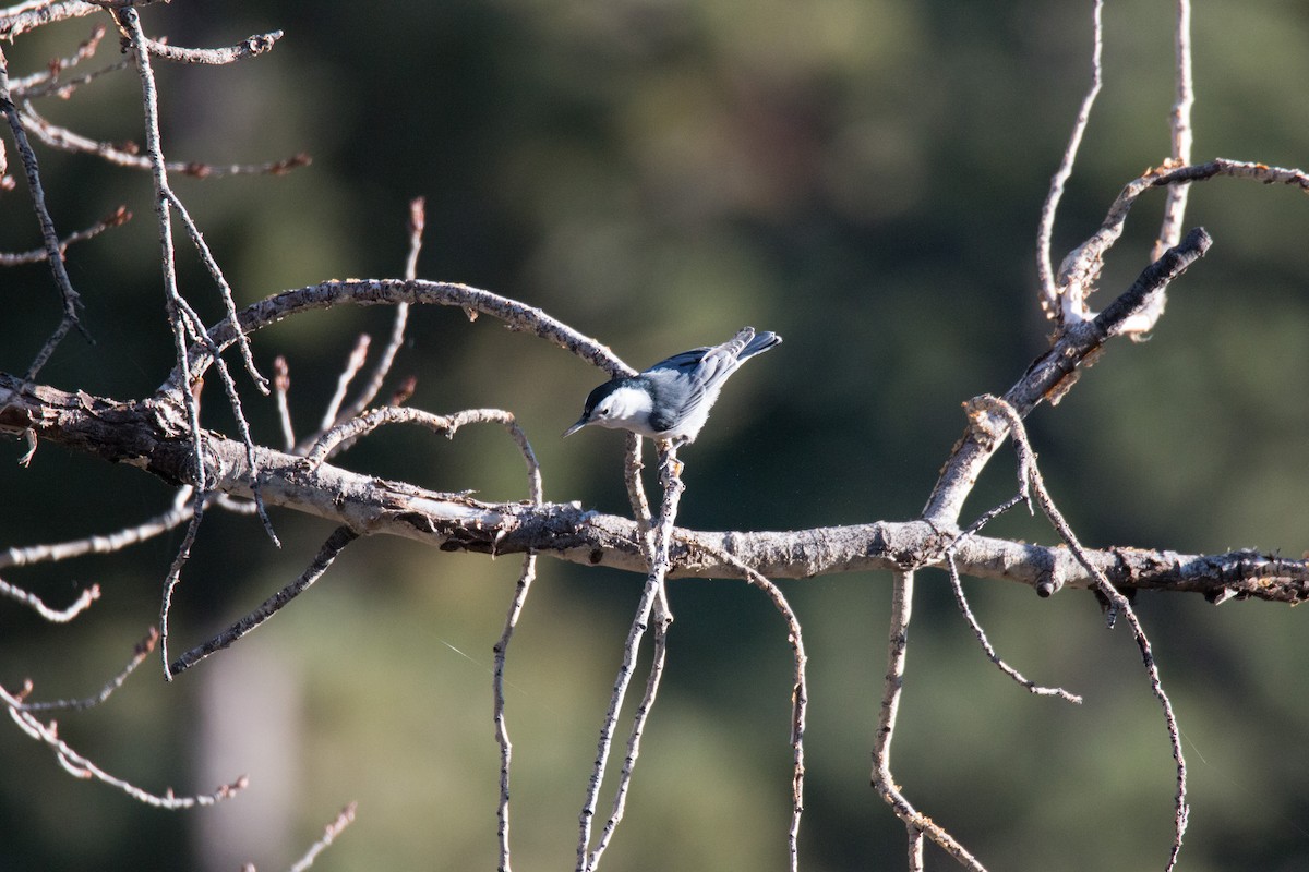 White-breasted Nuthatch - ML72314031