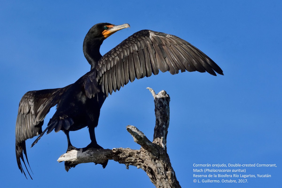 Double-crested Cormorant - Luis Guillermo