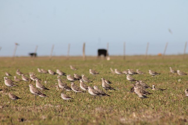 American Golden-Plover overwintering habitat;&nbsp;Buenos Aires,&nbsp;Argentina. - American Golden-Plover - 