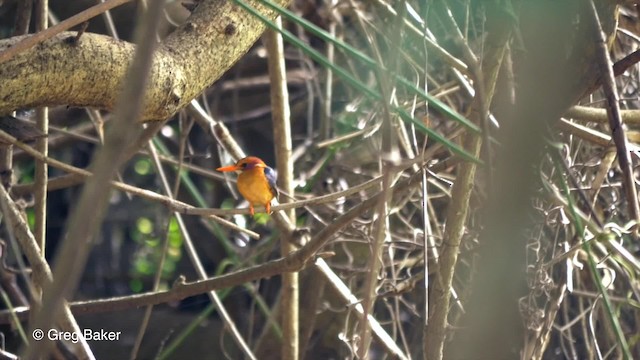 African Pygmy Kingfisher - ML723177
