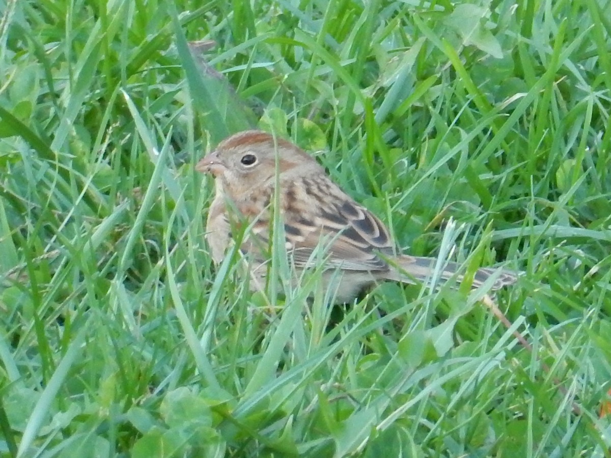 Field Sparrow - Peter Paul