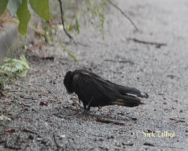 Red-tailed Black-Cockatoo - ML723192