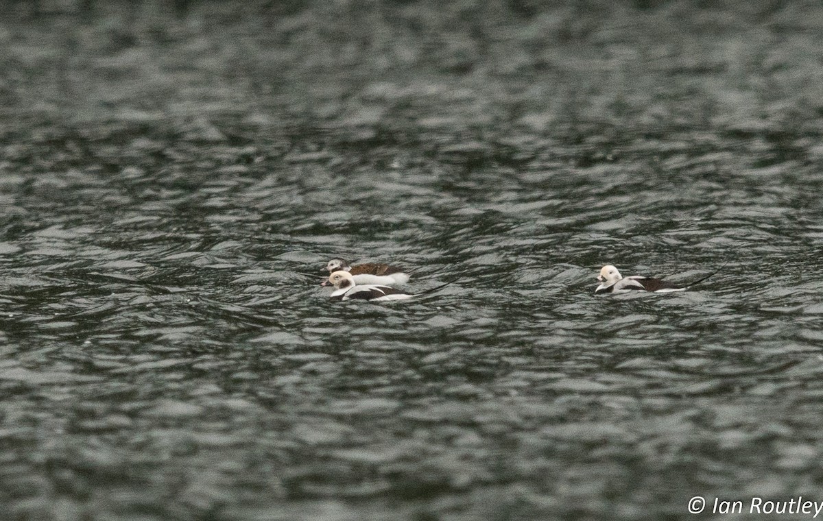 Long-tailed Duck - ML72321761