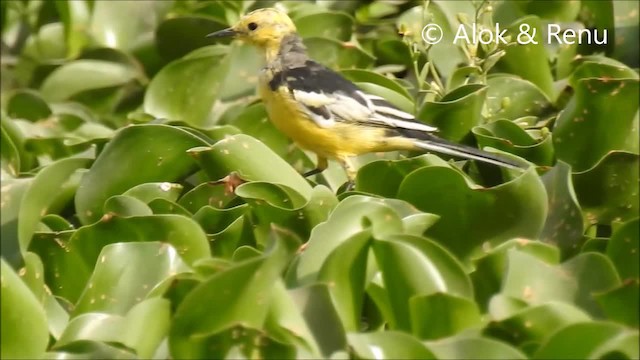 Citrine Wagtail (Black-backed) - ML723221