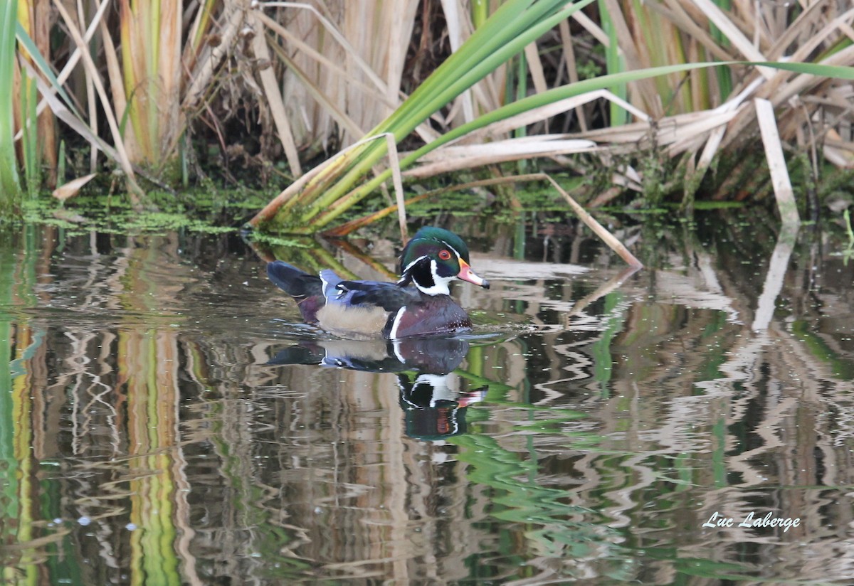 Wood Duck - Luc Laberge