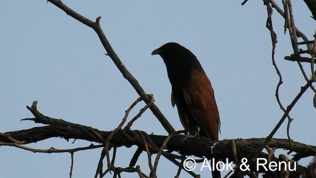 Grand Coucal (groupe sinensis) - ML723228