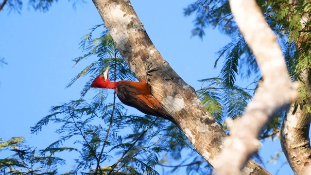 Red-necked Woodpecker - ML723236