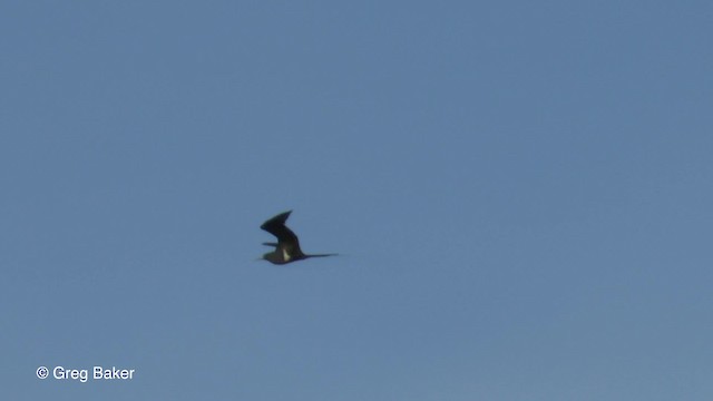 Lesser Frigatebird - ML723243