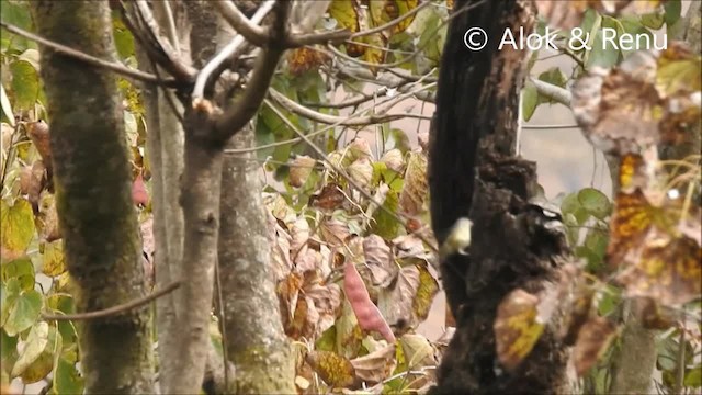 Fire-breasted Flowerpecker (Fire-breasted) - ML723244