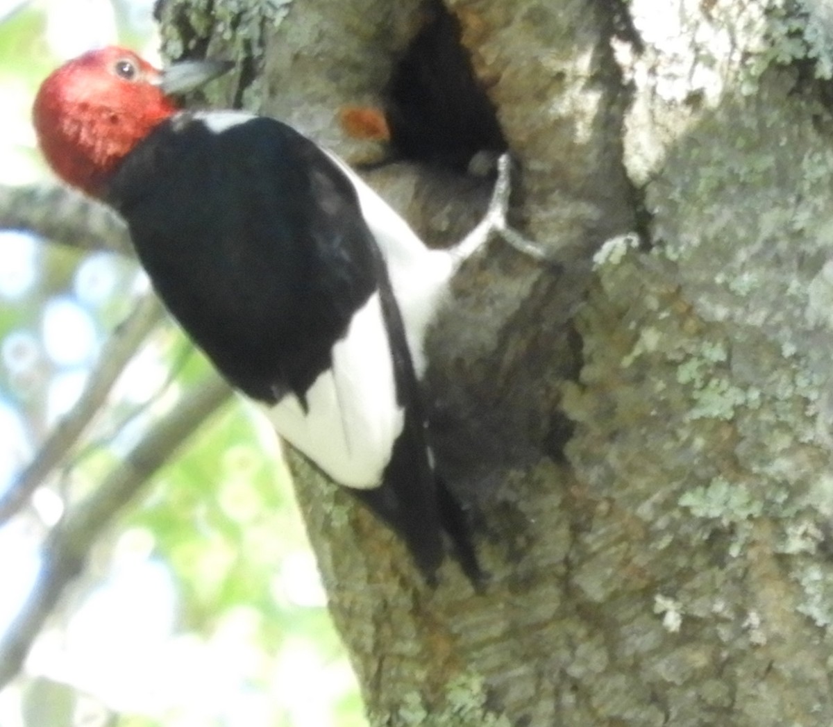 Red-headed Woodpecker - ML72326121